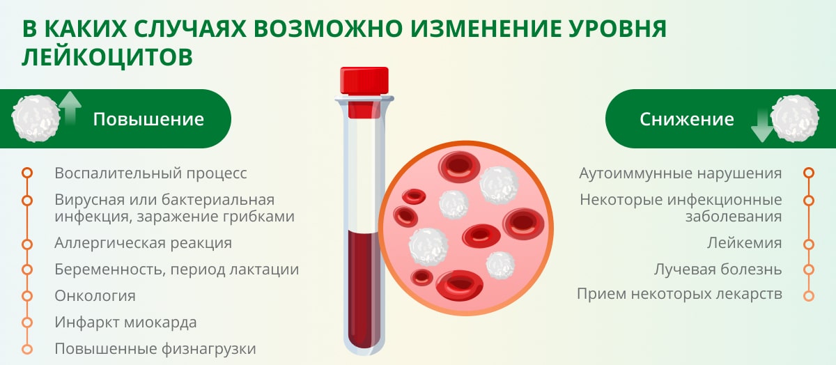 Почему повышается уровень лейкоцитов в организме: причины и симптомы